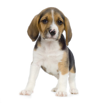 chiot beagles
