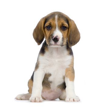 chiot beagles