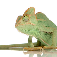 caméléon casqué du yemen