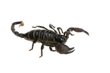 scorpion empereur - pandinus imperator