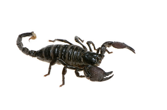 scorpion empereur - pandinus imperator