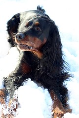 setter gordon &agrave; la neige