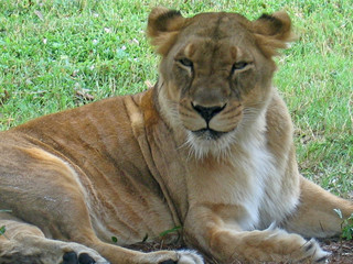 resting lion