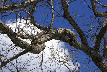 bare limbs against winter sky