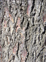 tree bark