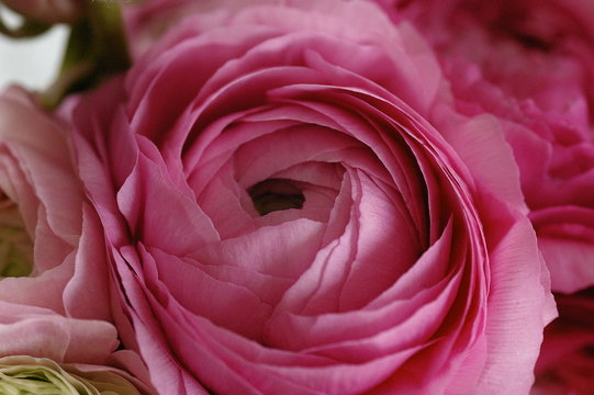 Fototapeta pink ranuculas