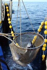 la pêche au thon-13