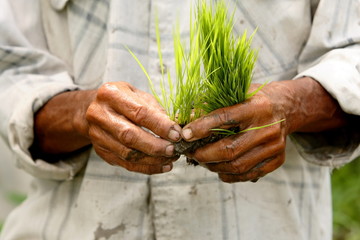 rice field