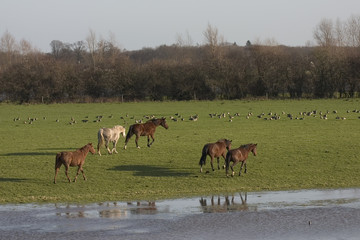 wilde horses