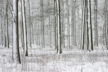 trees with snow