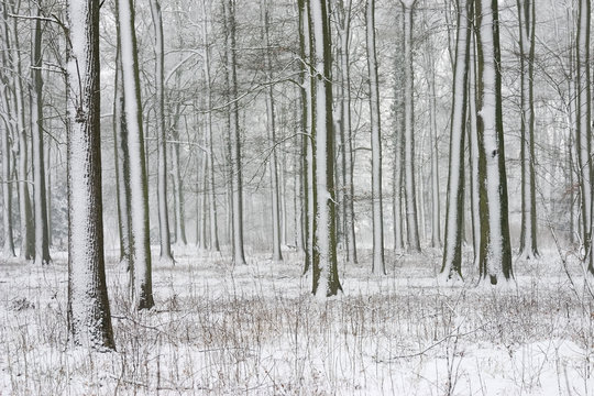 trees with snow