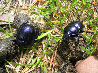 dung beetles working - 2548203