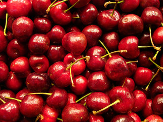 le temps des cerises