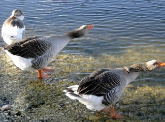 oies cendrées méfiantes