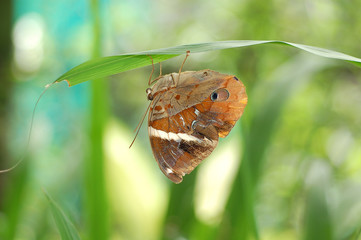 Obraz premium butterfly