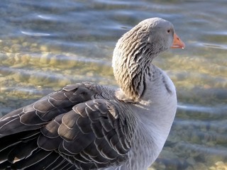 une oie au bord de l'eau