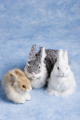 bunnies