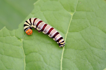 chenille multicolore
