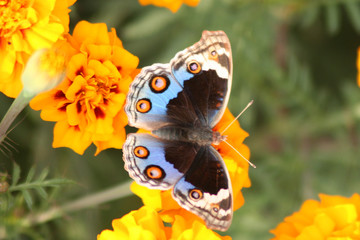 papillon multicolore