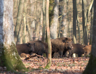 compagnie de sangliers