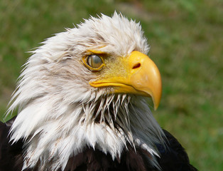 weißkopfseeadler mit nickhaut