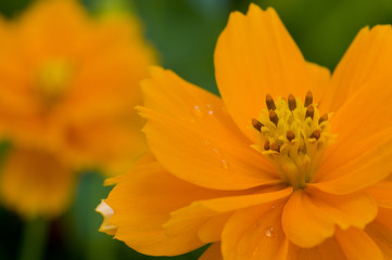 orange flowers