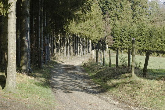 chemin oree du bois