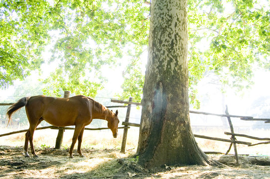 cavallo