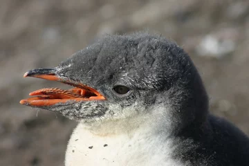 Tuinposter pinguinkopf © Achim Baqué