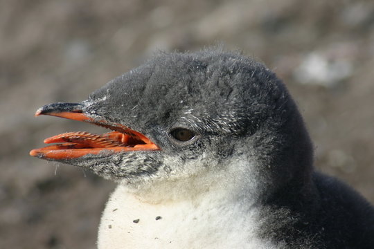 pinguinkopf