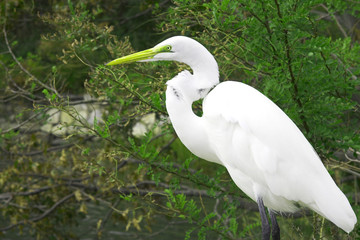 egret