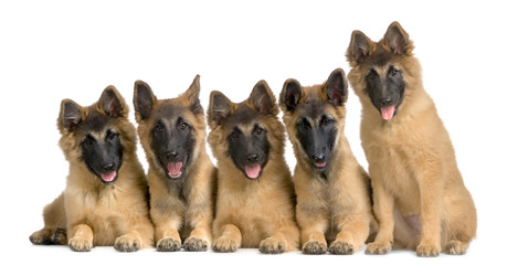 groupe de chiots tervuren