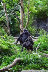 monkey motion