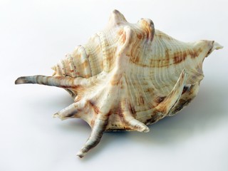 snail's shell
