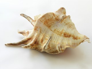 snail's shell