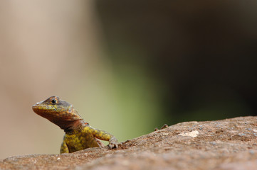 lizard head