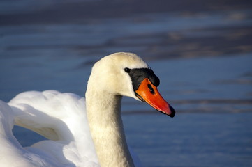 cygne
