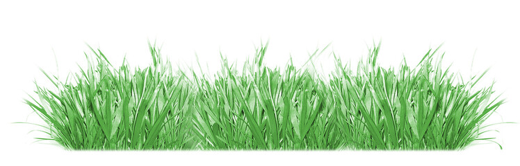 grass