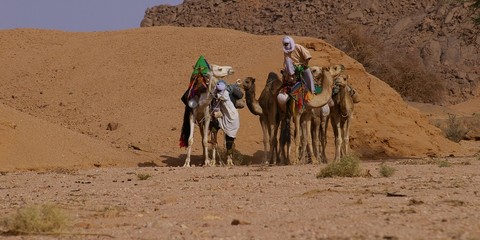 touaregs descendant de chameau