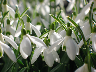 galanthus nivalis