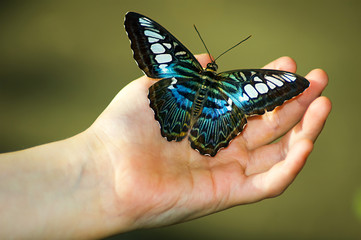 black and blue butterfly on hand