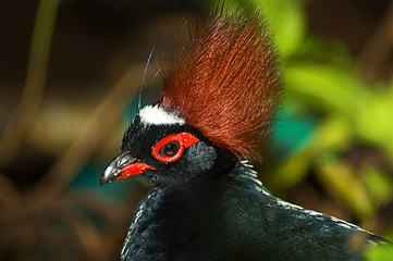 crested wood partridge