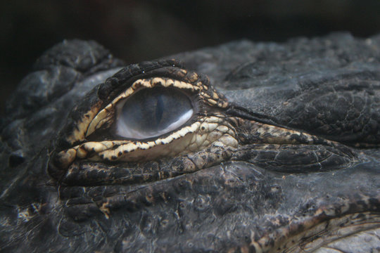 alegator eye, underwater
