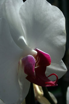 orchid with pillar
