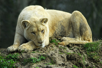 lion blanc