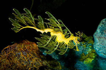 Naklejka premium leafy sea dragon