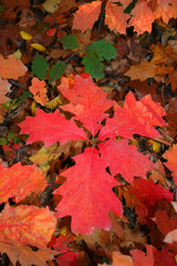 leaf at autumn