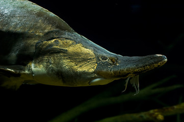 river sturgeon