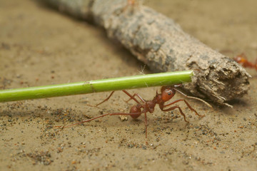 leaf cutter ant fourmi