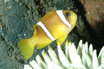 poisson clown